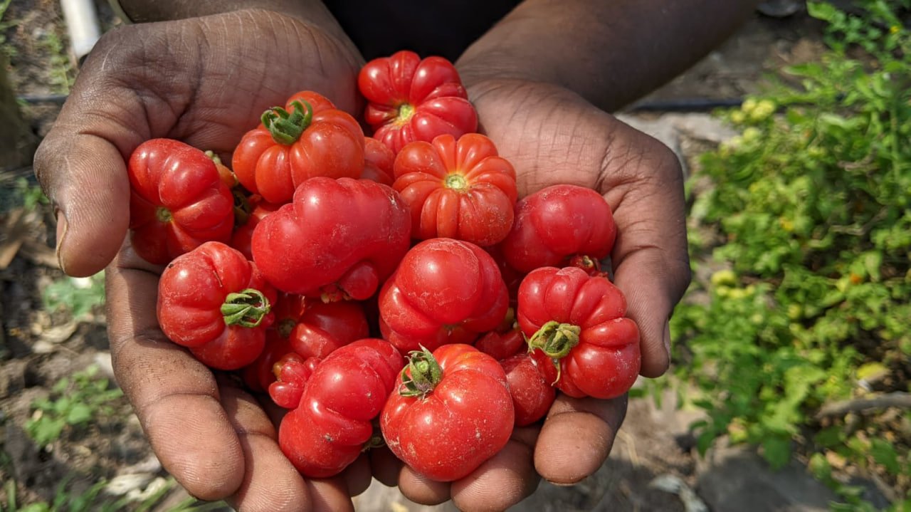 Togo tomato   லைபீரியா தக்காளி - Image 2