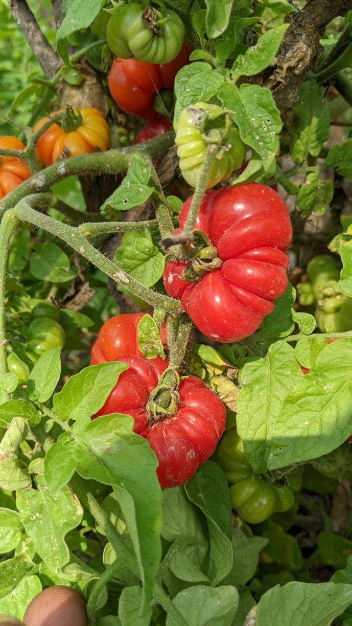 Togo tomato   லைபீரியா தக்காளி - Image 3