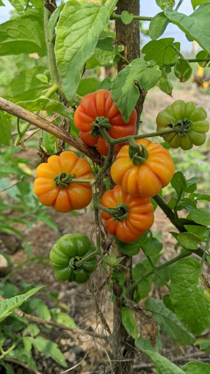 Togo tomato   லைபீரியா தக்காளி - Image 4