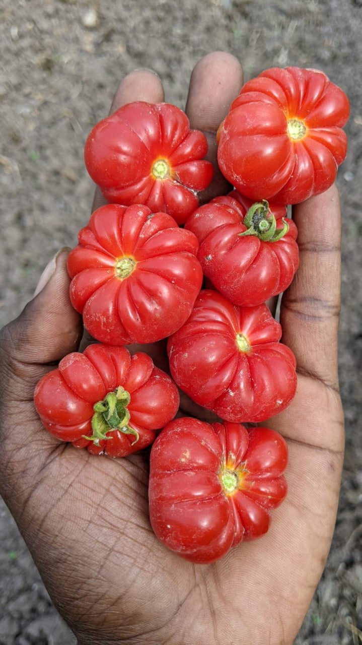 Togo tomato லைபீரியா தக்காளி