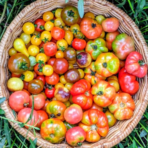 Tomato combo