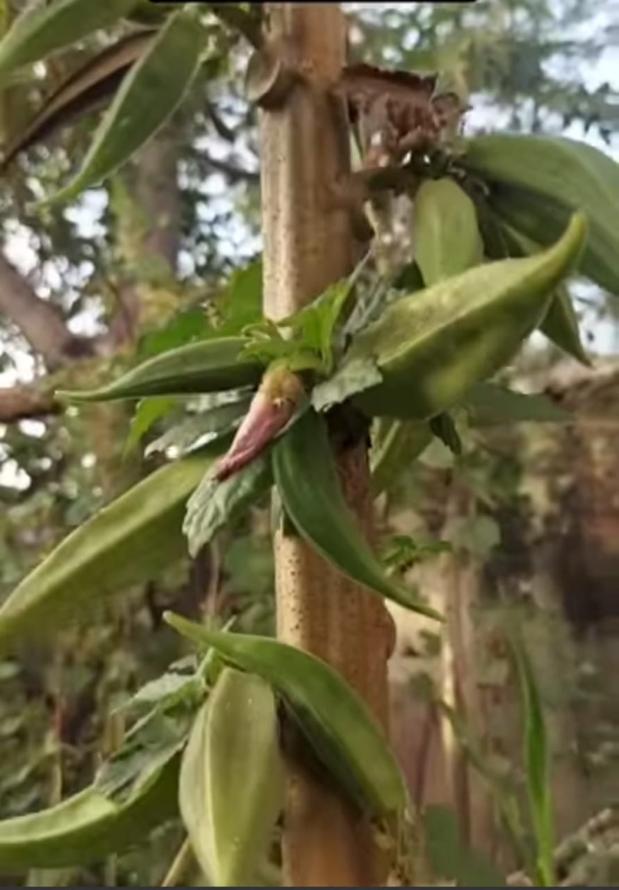 Tree okra (அசாம் மர வெண்டை) - Image 2