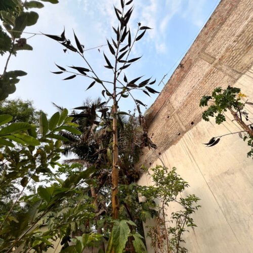 Tree okra (அசாம் மர வெண்டை)