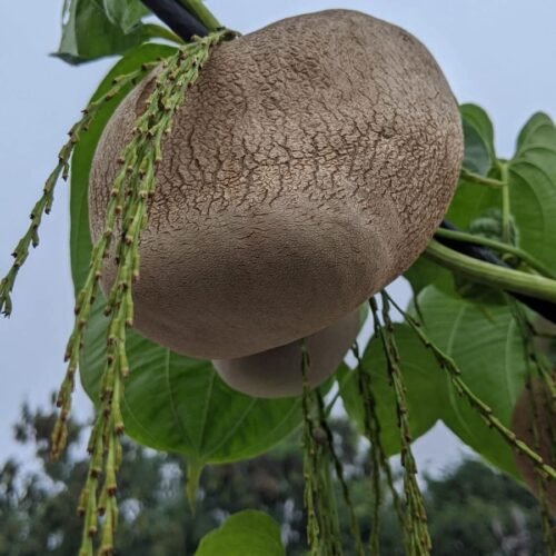 கொடி உருளை (Air potato)