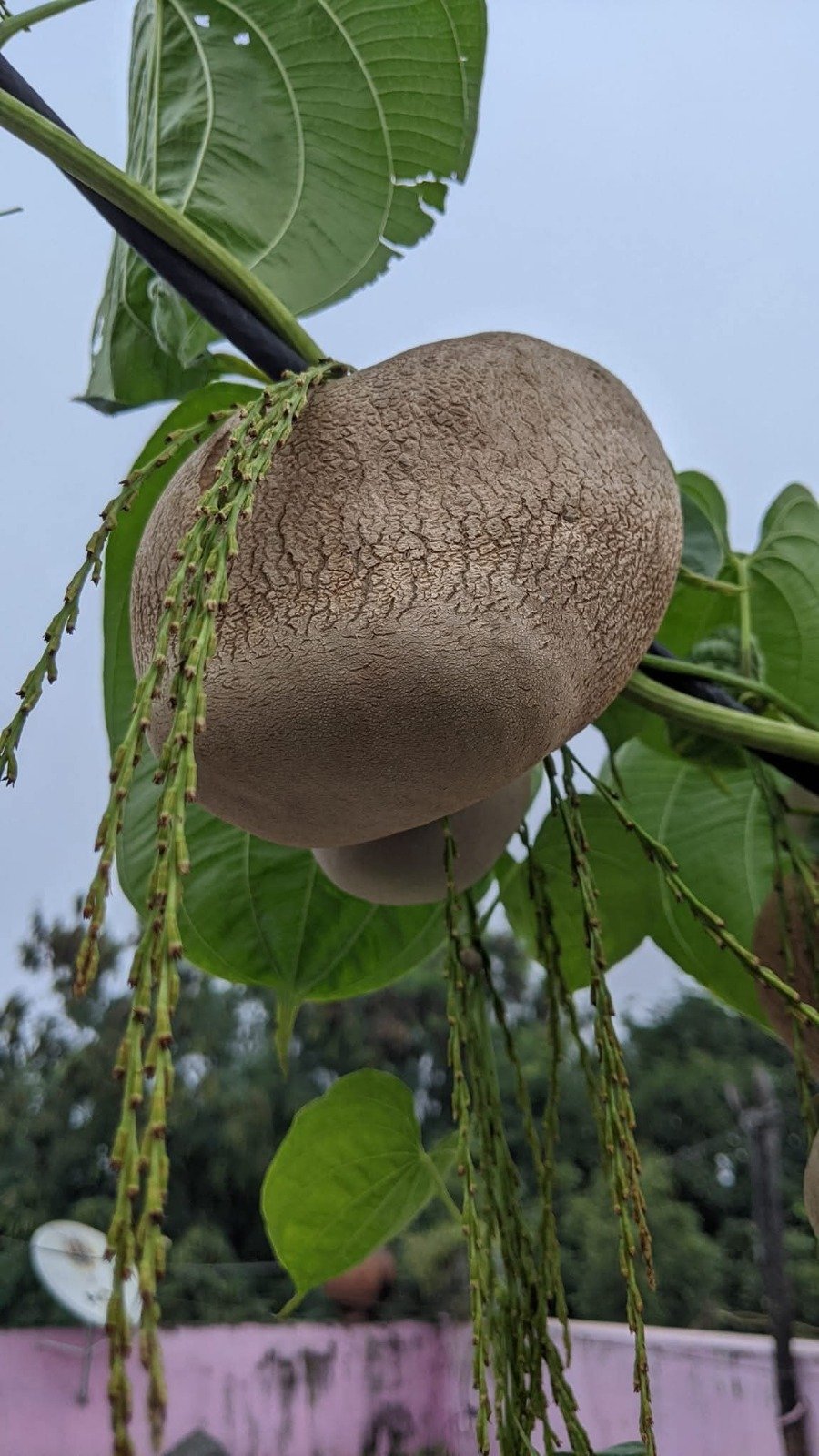 கொடி உருளை (Air potato)