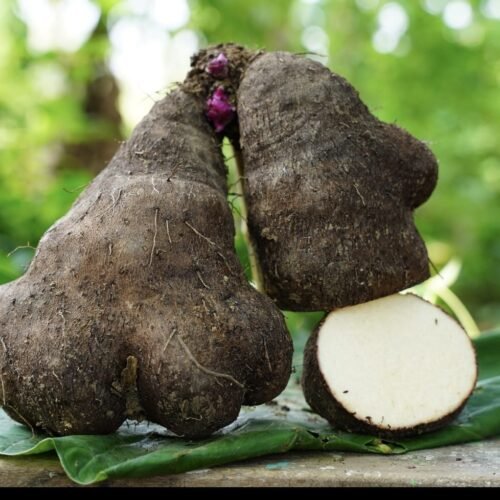 வெற்றிலை வள்ளி கிழங்கு (Greater yam)