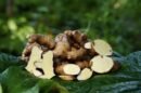 மாஇஞ்சி -Mango ginger