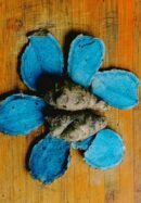 கரு மஞ்சள் (Black Turmeric)