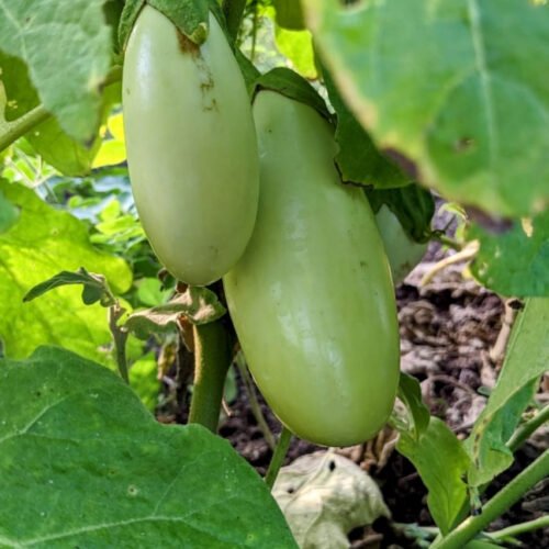 White gaint brinjal