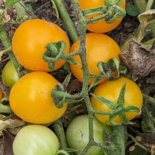 Yellow Berry Tomato