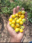 Yellow cherry Tomato (மஞ்சள் காட்டு தக்காளி)