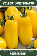 Yellow long tomato