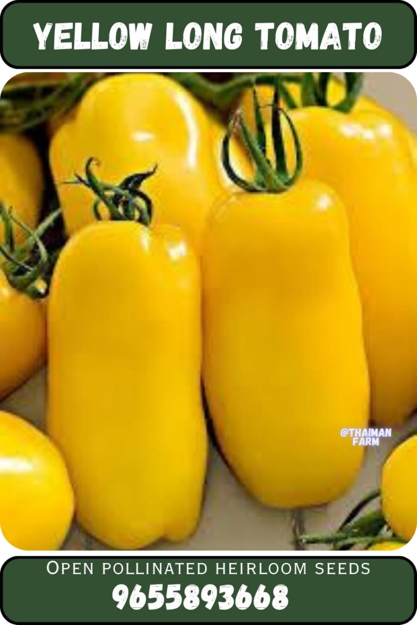 Yellow long tomato