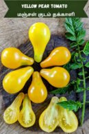 Yellow pear Tomato