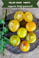 Yellow shade cherry Tomato