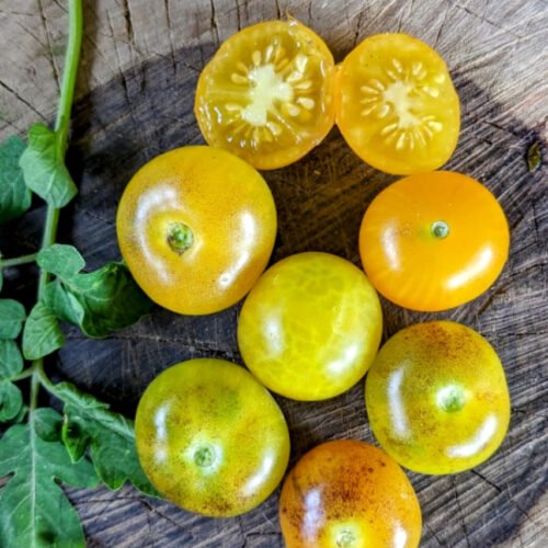Yellow shade cherry Tomato