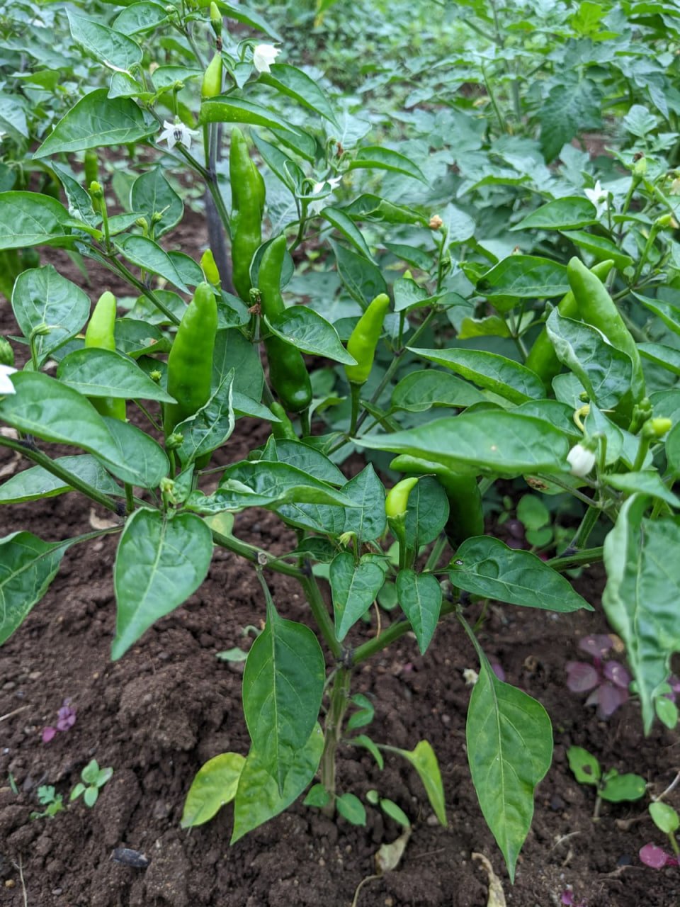 kandhari long chilli (வானம் பார்த்த மிளகாய்)(30 seeds) - Image 2