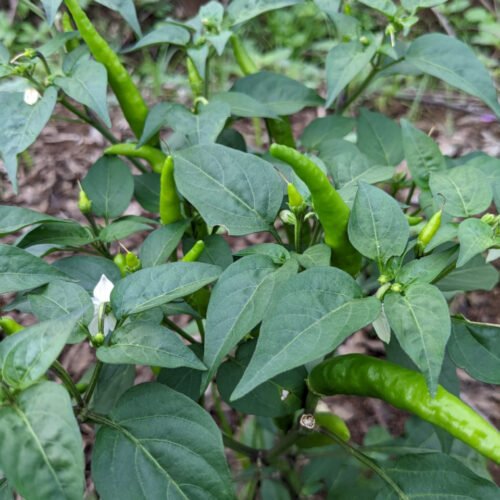 kandhari long chilli (வானம் பார்த்த மிளகாய்)