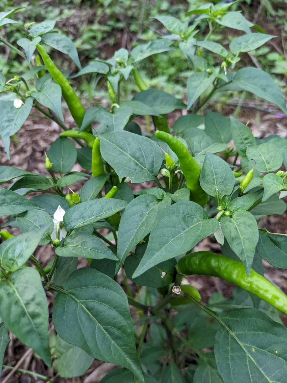 kandhari long chilli (வானம் பார்த்த மிளகாய்)