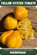 yellow oyster tomato